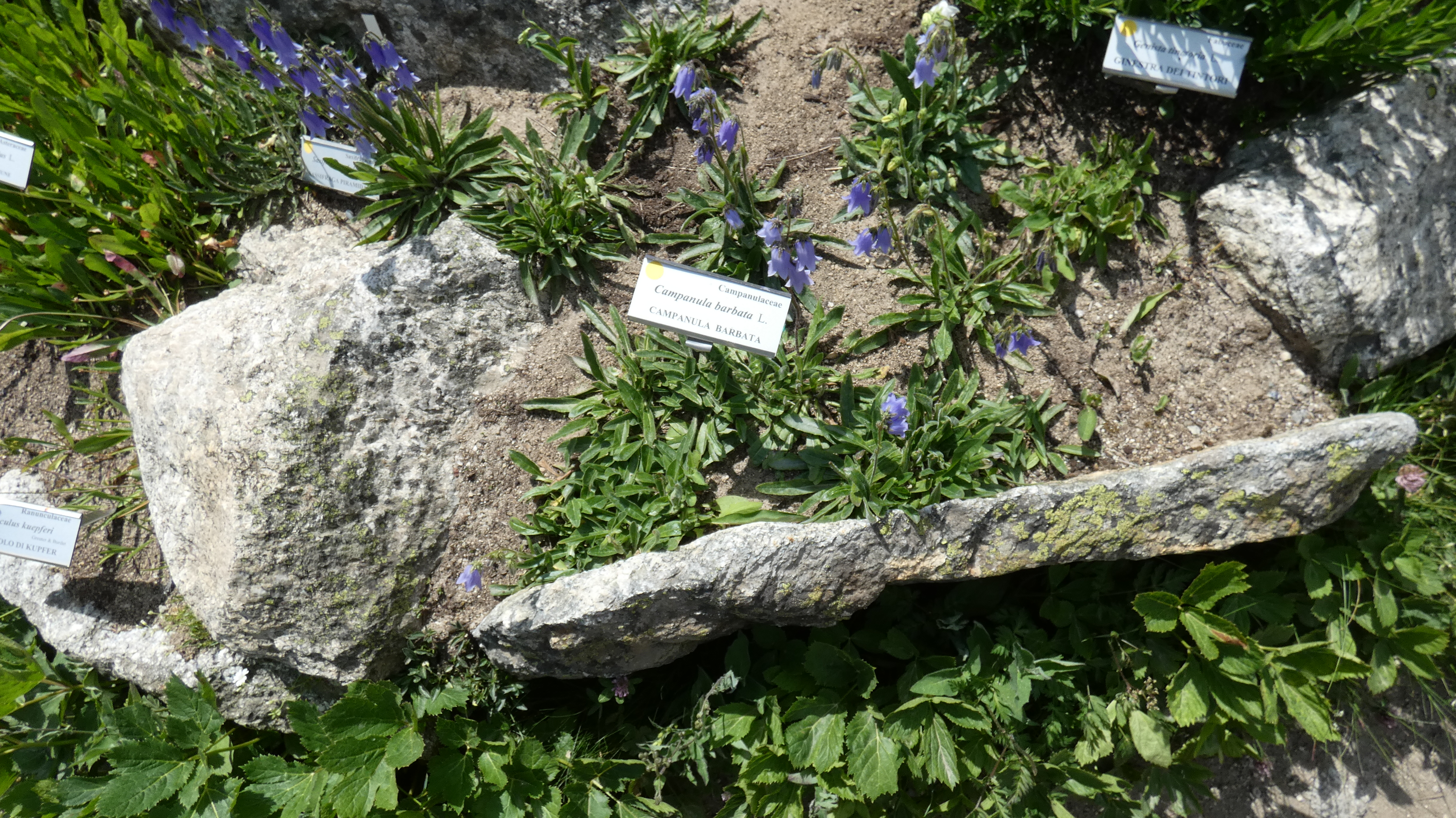 Campanula barbata L.